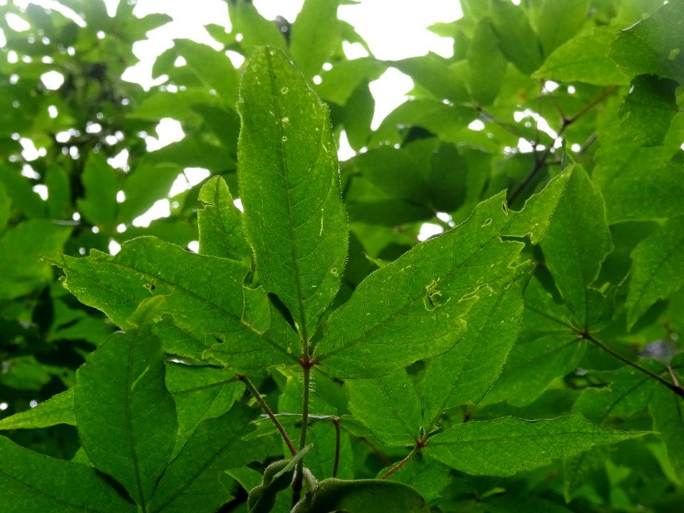 Feuilles d'Erable negundo ou Erable à feuilles de frêne ou… 