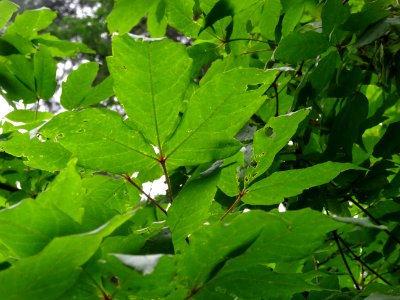 Feuilles d'Erable negundo ou Erable à feuilles de frêne ou… 