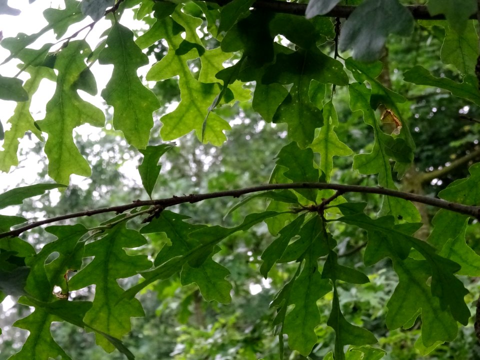 Feuilles du Chêne chevelu ou chêne lombard, Quercus cerris… 