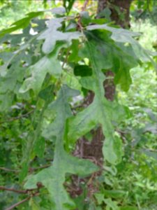 Feuilles du Chêne chevelu ou chêne lombard, Quercus cerris… 