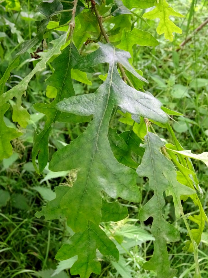 Feuilles du Chêne chevelu ou chêne lombard, Quercus cerris… 