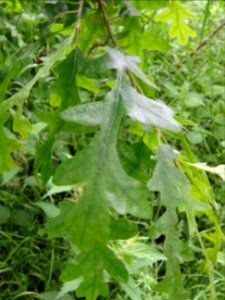 Feuilles du Chêne chevelu ou chêne lombard, Quercus cerris… 