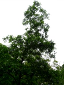Chêne chevelu ou chêne lombard, Quercus cerris, Fagacées 