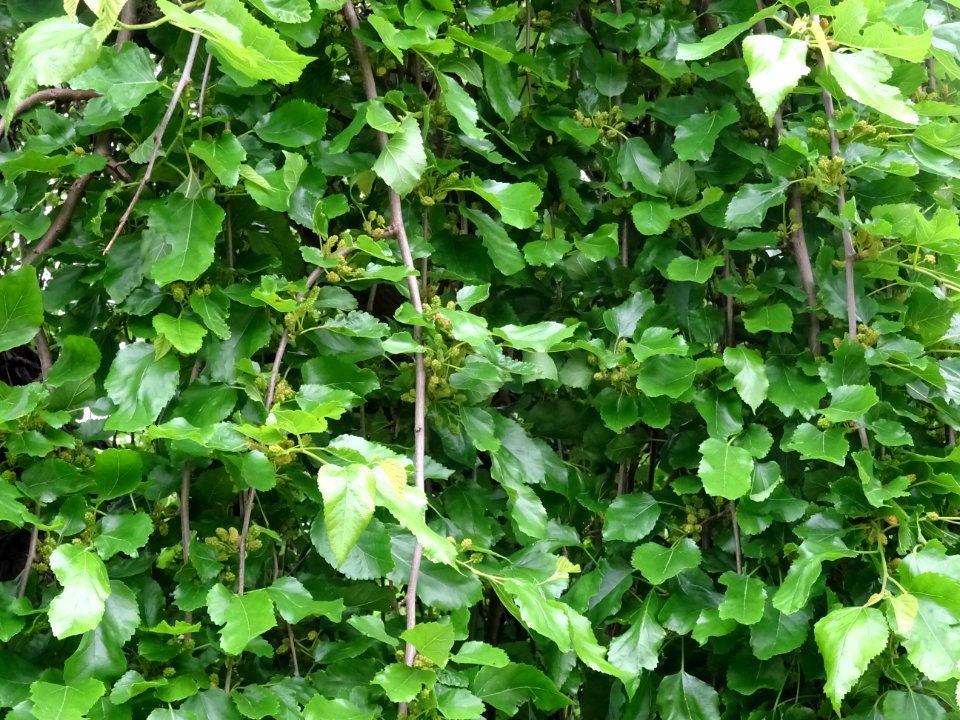 Feuilles du Murier pleureur, Morus alba pendula, Moracées 
