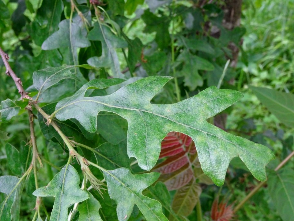 Feuilles du Chêne chevelu ou chêne lombard, Quercus cerris… 
