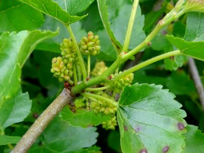 Fruits du Murier pleureur, Morus alba pendula, Moracées 