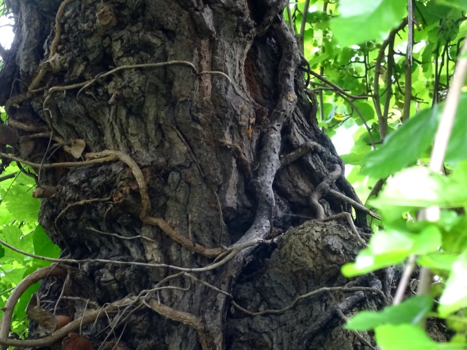 Tronc du Murier pleureur, Morus alba pendula, Moracées 