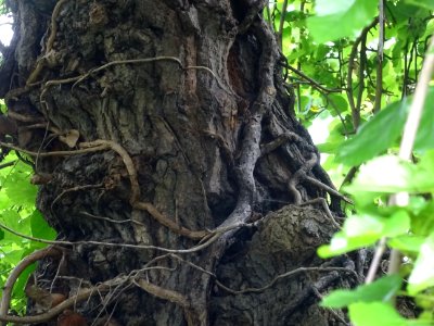 Tronc du Murier pleureur, Morus alba pendula, Moracées 