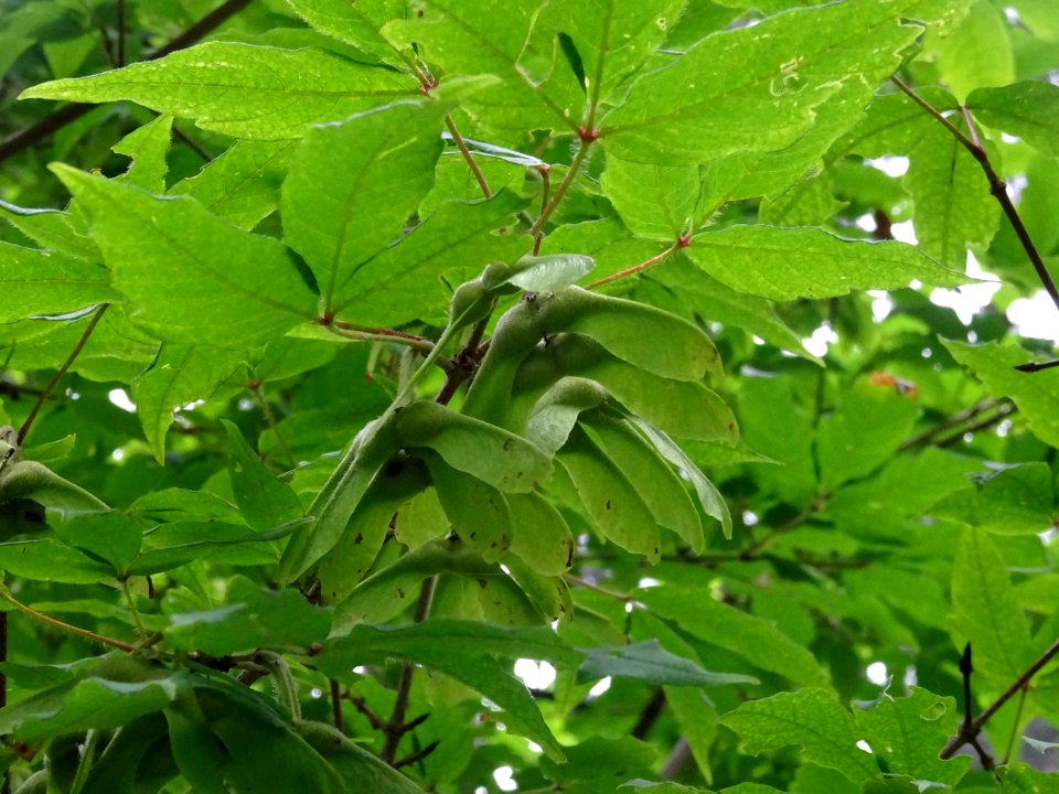 Samares de l'Erable negundo ou Erable à feuilles de frêne … 