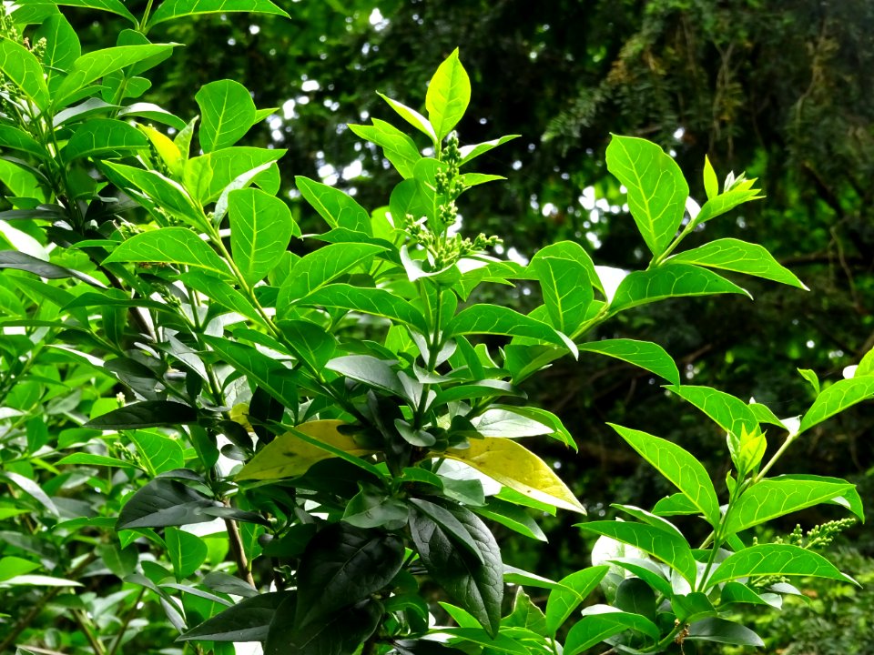 Feuilles et inflorescences du Troène commun, Ligustrum vul… 