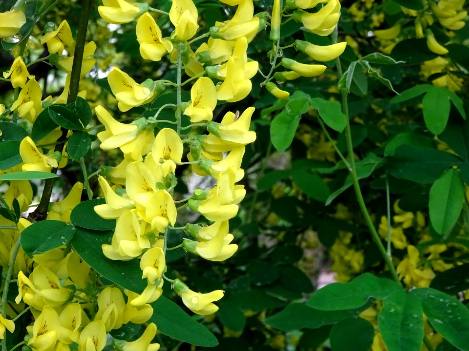 Cytise à grappes, Laburnum anagyroides, Fabacées 
