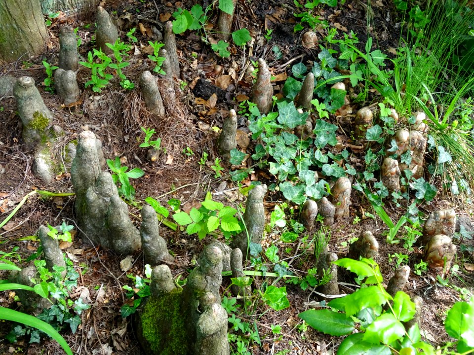 Pneumatophores (racines aériennes) du Cyprès chauve des ma… 