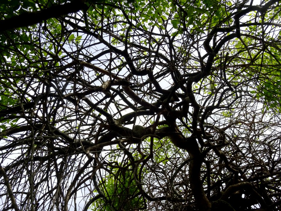 Branches tordues du Sophora du Japon pleureur, Sophora jap… 