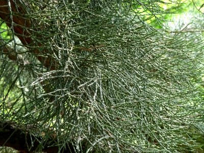 Rameau de Séquoia géant, Sequoiadendron giganteum, Taxodia… 