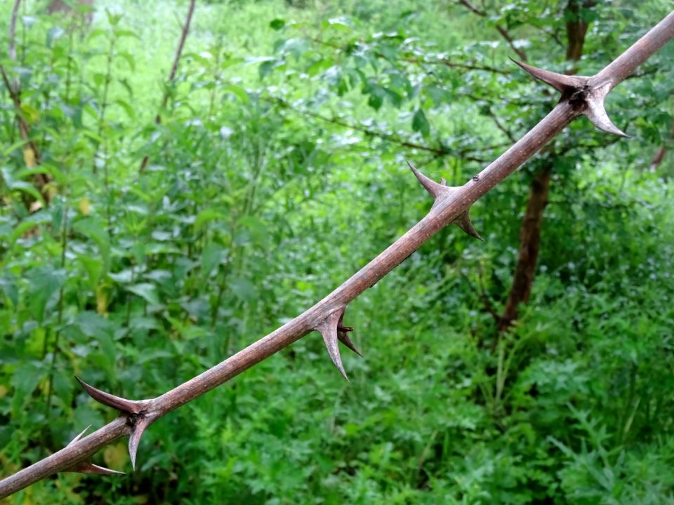 Epines sur un rameau de Robinier faux-acacia, Robinia pseu… 
