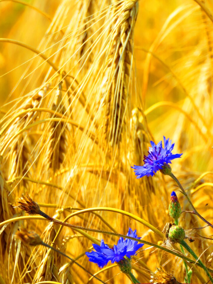 Cereals agriculture cornfield
