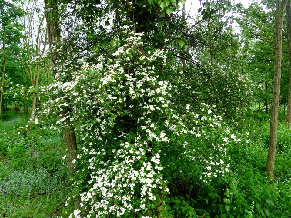 Aubépine à un style, Crataegus monogyna, Rosacées 