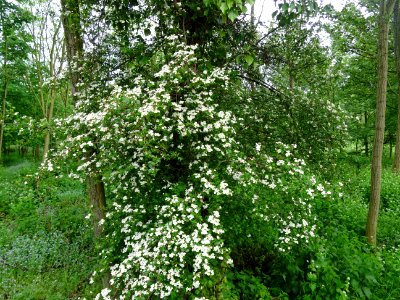 Aubépine à un style, Crataegus monogyna, Rosacées 