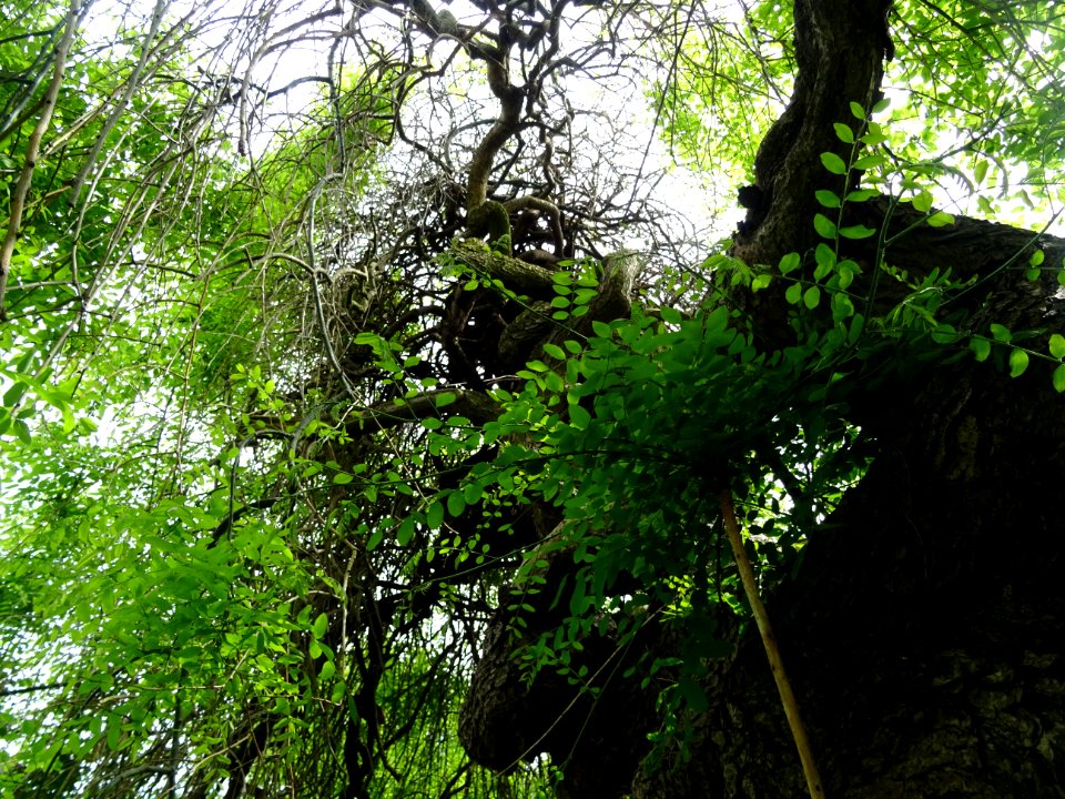 Sophora du Japon pleureur, Sophora japonica pendula, Fabac… 