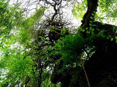 Sophora du Japon pleureur, Sophora japonica pendula, Fabac… 