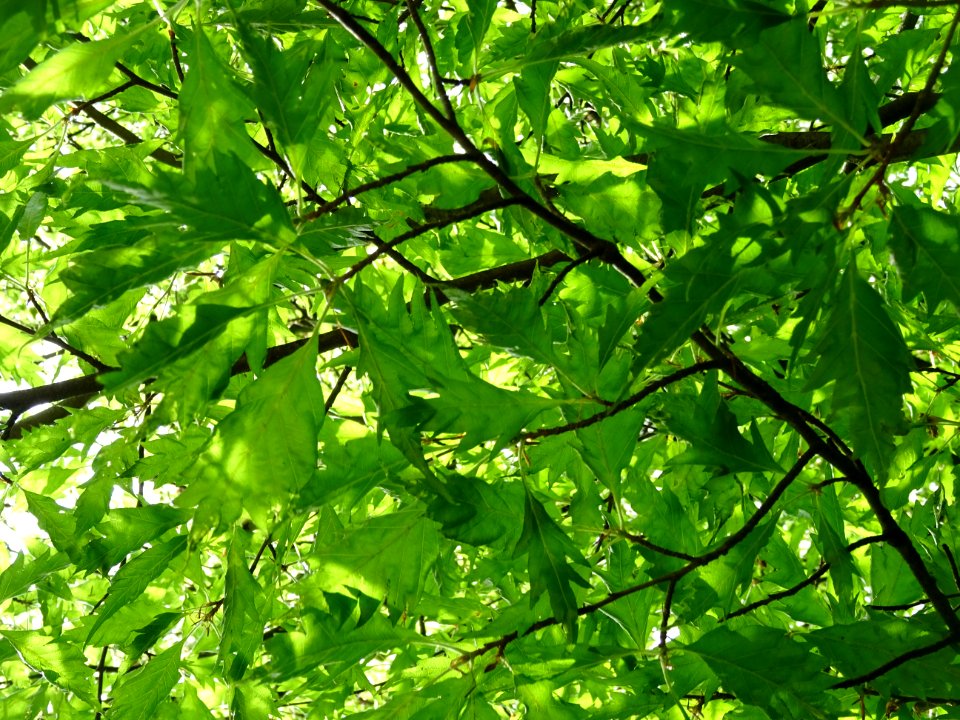 Feuilles du Hêtre à feuilles laciniées, Fagus sylvatica 'L… 
