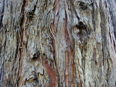 Tronc du Séquoia géant, Sequoiadendron giganteum, Taxodiac… photo