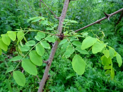 Feuilles du Robinier faux-acacia, Robinia pseudoacacia, Fa… 