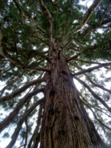 Tronc et branches du Séquoia géant, Sequoiadendron gigante… photo