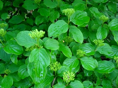 Cornouiller sanguin, Cornus sanguinea, Cornacées 