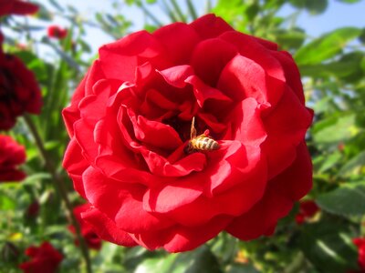Rambler bee garden photo