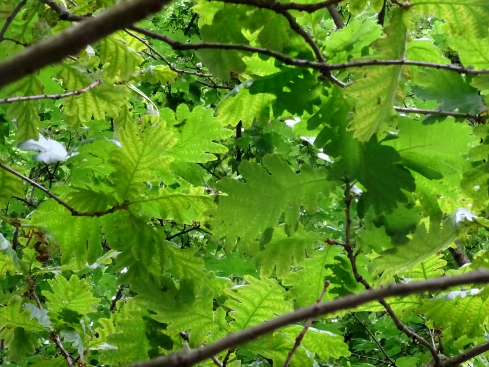 Feuilles du Chêne de Hongrie, Quercus frainetto, Fagacées 