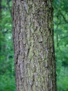 Tronc du Chêne de Hongrie, Quercus frainetto, Fagacées 