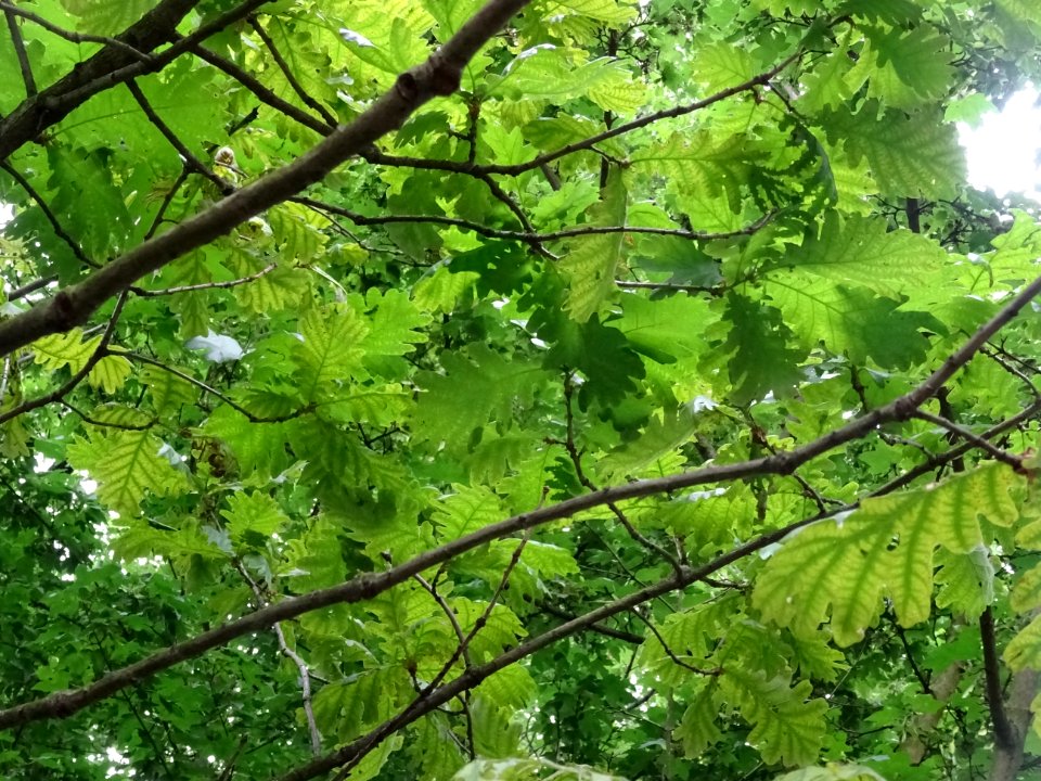 Feuilles du Chêne de Hongrie, Quercus frainetto, Fagacées 