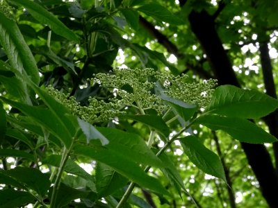 Feuilles et inflorescences corymbiformes du Sureau noir, S… 