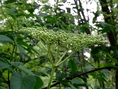 Inflorescence corymbiforme du Sureau noir, Sambucus nigra,… 
