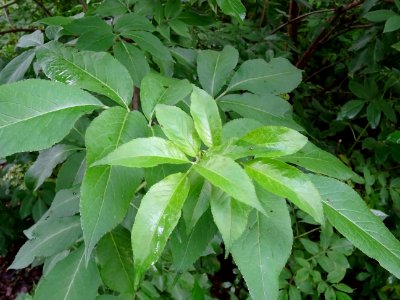 Feuilles de Sureau noir, Sambucus nigra, Caprifoliacées 