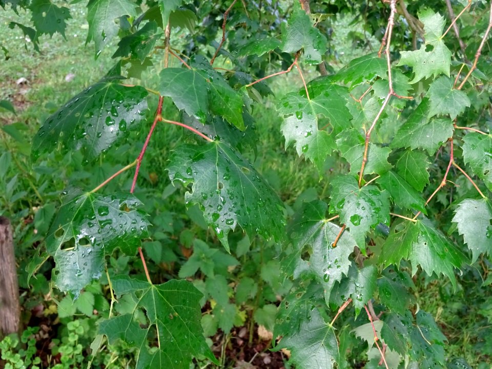 Feuilles du Tilleul de Mongolie ou Tilleul à feuilles de v… 