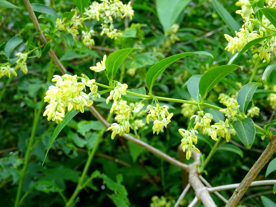 Feuilles et inflorescences du Troène commun, Ligustrum vul… 