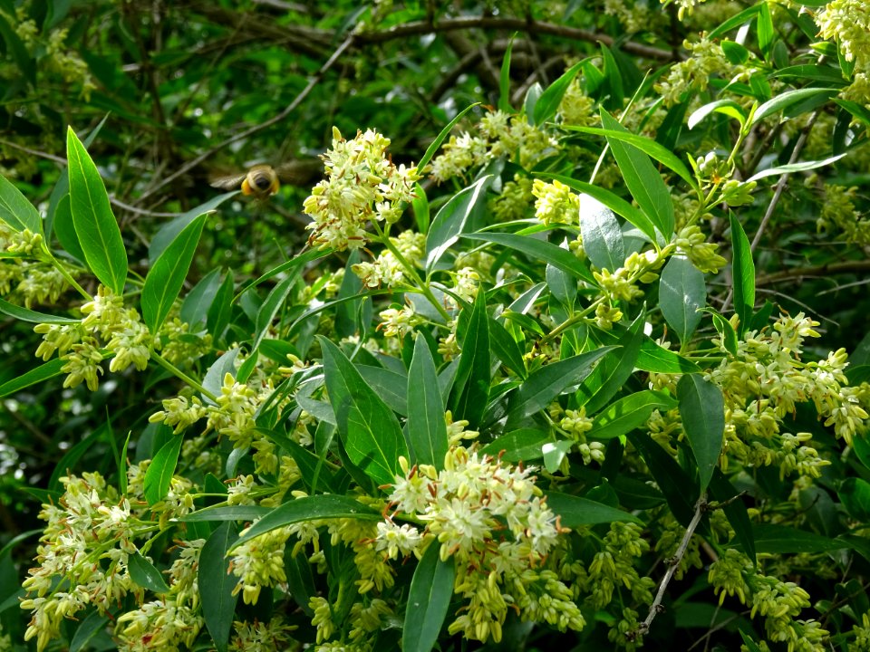 Feuilles et inflorescences du Troène commun, Ligustrum vul… 