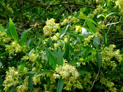Feuilles et inflorescences du Troène commun, Ligustrum vul… 