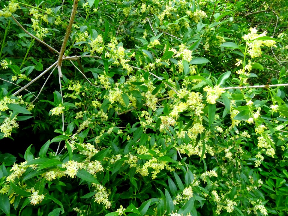 Feuilles et inflorescences du Troène commun, Ligustrum vul… 