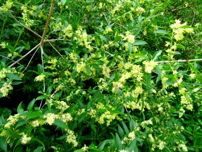 Feuilles et inflorescences du Troène commun, Ligustrum vul… 