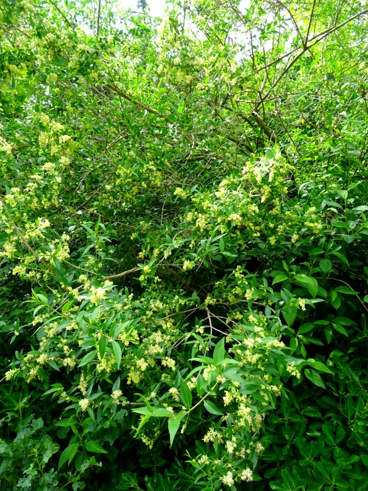Feuilles et inflorescences du Troène commun, Ligustrum vul… 