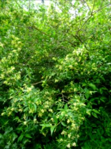 Feuilles et inflorescences du Troène commun, Ligustrum vul… 
