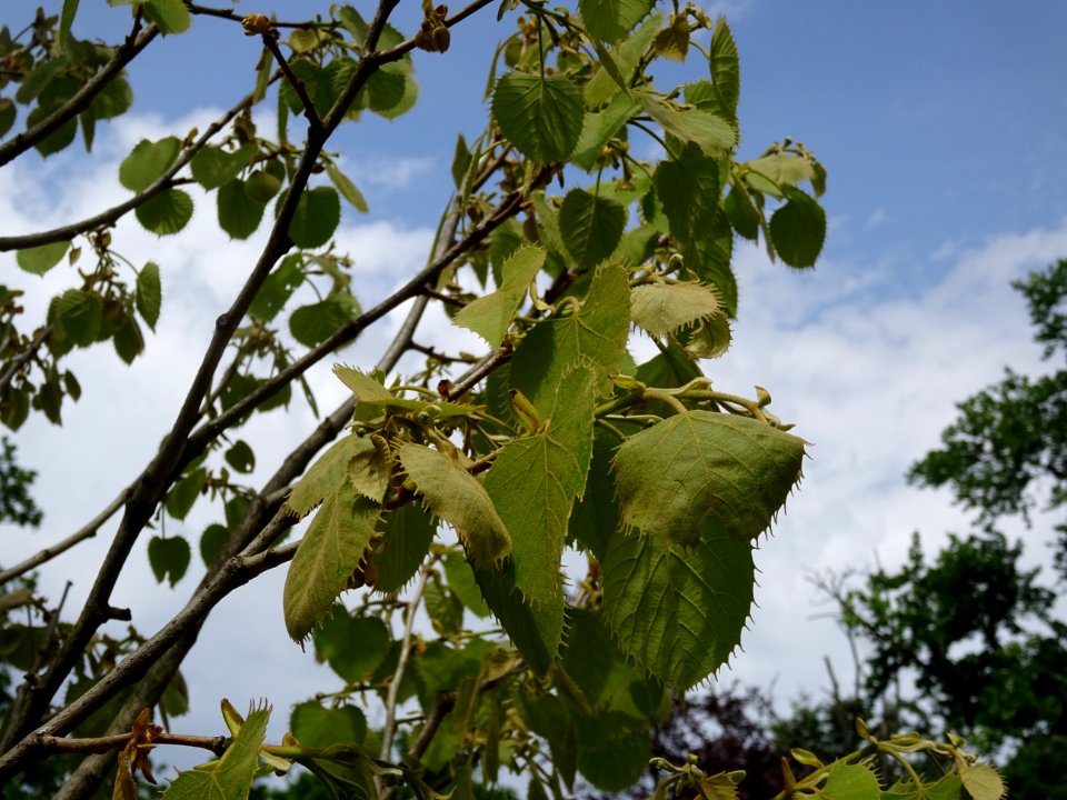 Feuilles du Tilleul de Henry, Tilia henryana, Tiliacées 