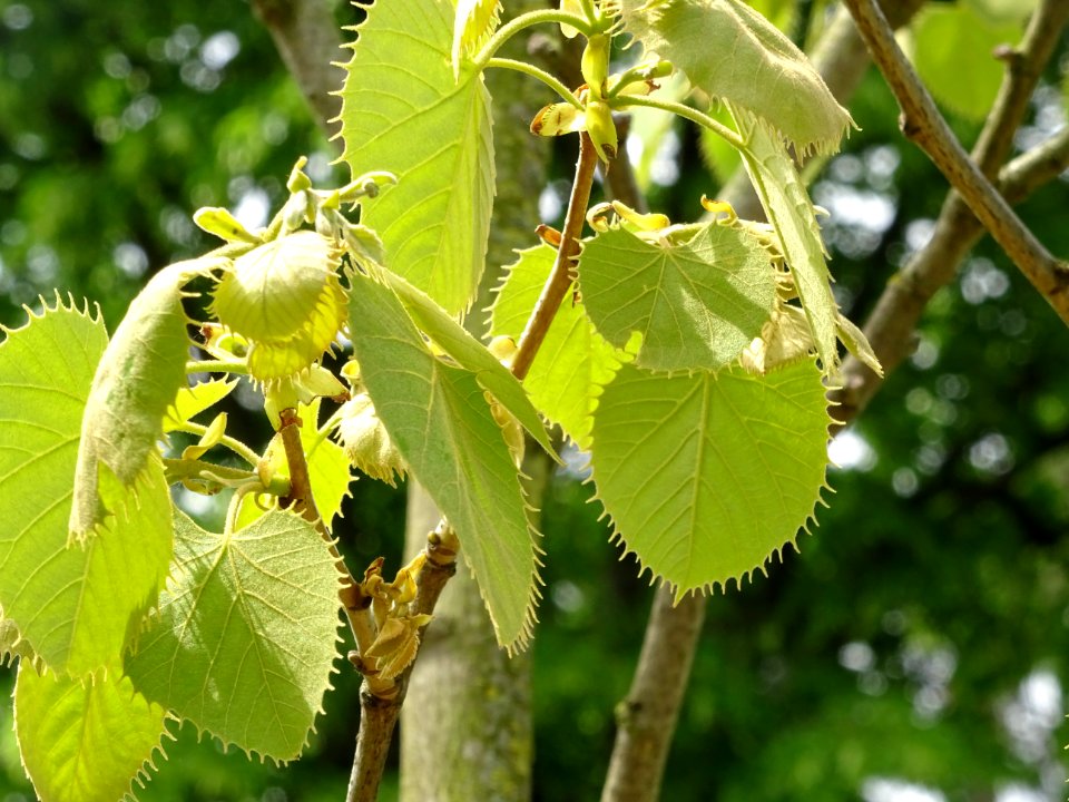 Feuilles du Tilleul de Henry, Tilia henryana, Tiliacées 