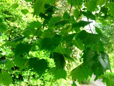 Feuilles du Tilleul de Mongolie ou Tilleul à feuilles de v… 