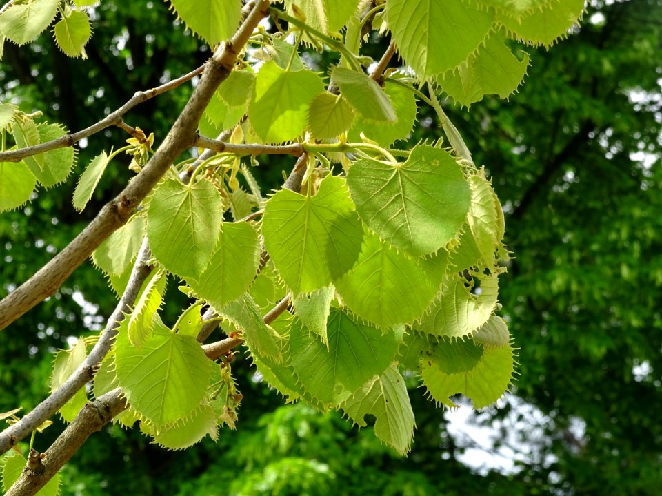 Feuilles du Tilleul de Henry, Tilia henryana, Tiliacées 