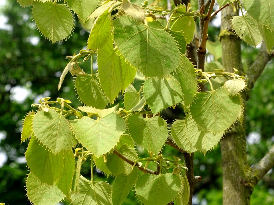 Feuilles du Tilleul de Henry, Tilia henryana, Tiliacées 