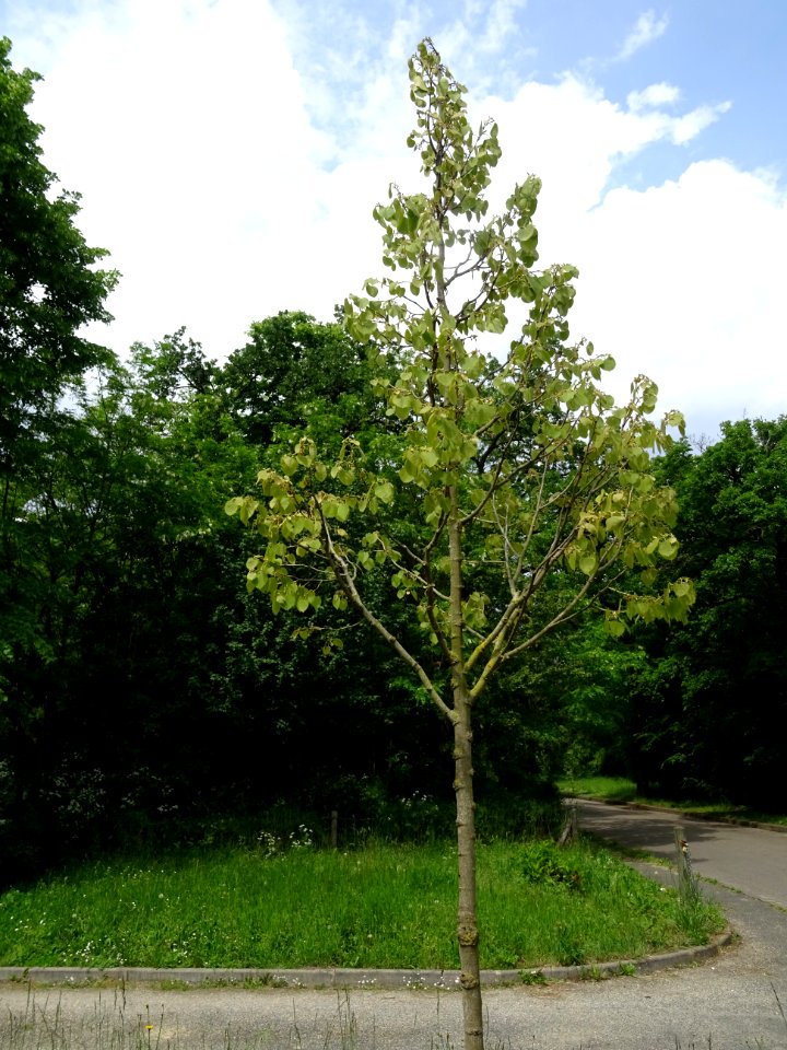 Tilleul de Henry, Tilia henryana, Tiliacées 